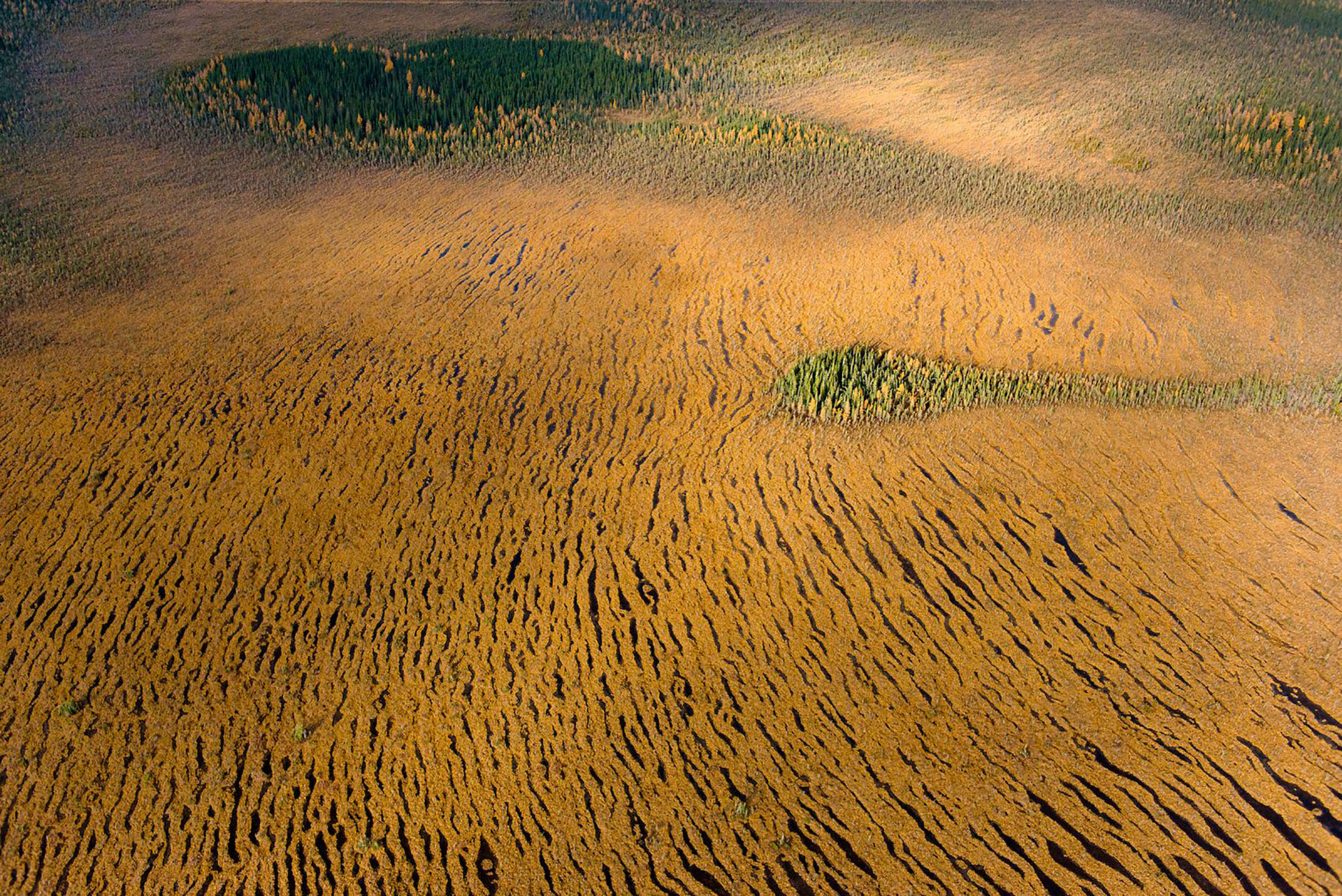 An aerial view of globally-significant peatlands in northern Ontario, where the Mushkegowuk Council are advancing efforts to protect terrestrial and marine ecosystems in their homelands. Photo: Garth Lenz